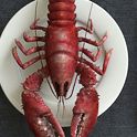 ocean_lobster_thumb